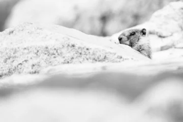 Fotobehang A yellow-bellied marmot peeking out from behind a rock © Cavan