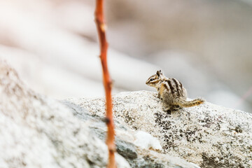 View from behind of a chipmunk on a rock