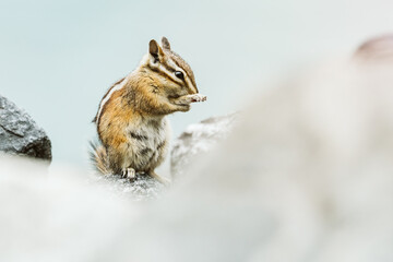 A chipmunk cleaning its arms on a rock jetty