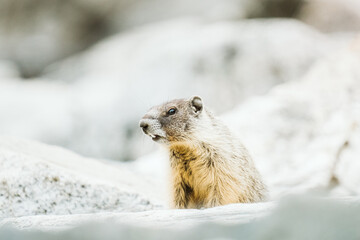 Side view of a yellow-bellied marmot at Lake Chelan State Park