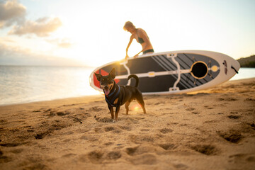 Woman and black dog getting ready to paddleboard in Honolulu,Hawaii