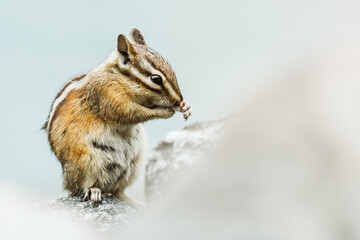 Closeup of a chipmunk with its hands on its nose