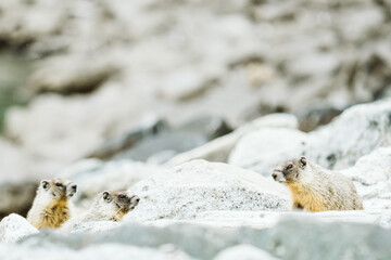 A family of marmots at Lake Chelan State Park