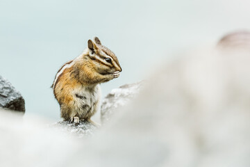 Side view of a chipmunk with its hands over its mouth
