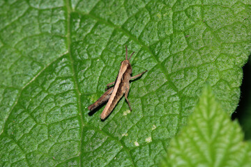 rufous grasshopper insect macro photo