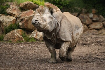 Fototapeta na wymiar Indian rhinoceros in the beautiful nature looking habitat. One horned rhino. Endangered species. The biggest kind of rhinoceros on the earth.
