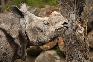 Indian rhinoceros in the beautiful nature looking habitat. One horned rhino. Endangered species. The biggest kind of rhinoceros on the earth.