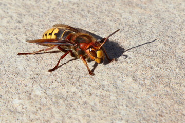 Hornisse / European hornet / Vespa crabro