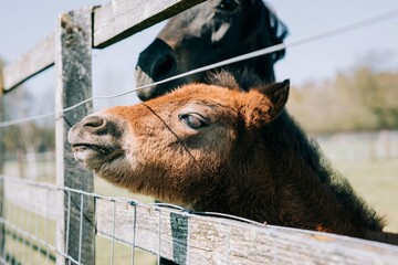 foal poking it's head out of a fence next to another horse in England