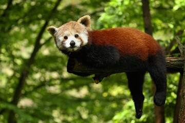 Beautiful endangered red panda on a green tree. Red Panda. Great animal in the nature looking habitat.