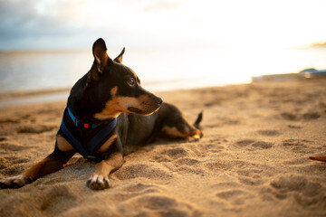 Dog wearing vest laying on a beach in Honolulu, Hawai'i