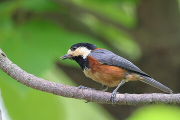 枝をつかむヤマガラ