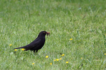 Amsel oder Schwarzdrossel / Blackbird / Turdus merula..