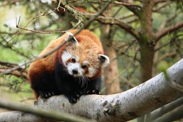 Beautiful endangered red panda on a green tree. Red Panda. Great animal in the nature looking habitat.