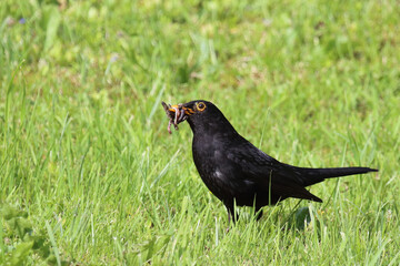 Obraz premium Amsel oder Schwarzdrossel / Blackbird / Turdus merula..