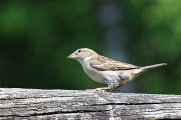 Haussperling / House sparrow / Passer domesticus