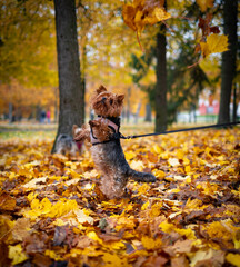 Small dog jumping in autumn leaves