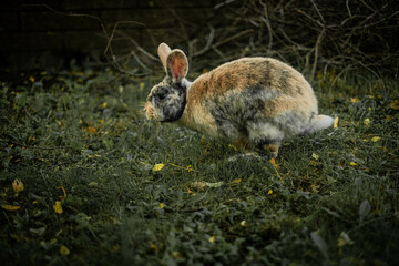 Bunny escaping quickly in green garden