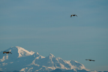 Cormorants flying over Mount Baker
