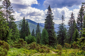 Unique natural forest arboretum of the Carpathian Mountains where European spruce (Picea abies), creeping pine (Pinus mugo), Swiss pine (Pinus cembra) and Juniperus communis subsp. alpine.