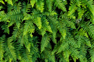 Fototapeta na wymiar Group of healthy bright green fern fronds growing in redwood forest