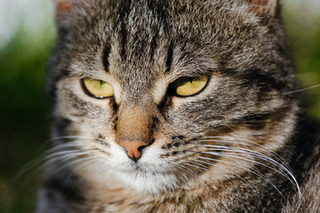 Portrait of a fluffy stray cat with yellow eyes close up