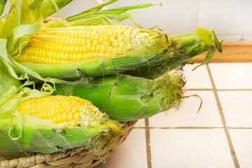 Organic fresh farm corn on the cob in basket with free copy space for text, frame of yellow corn maize mockup, flat lay view from above, autumn harvest