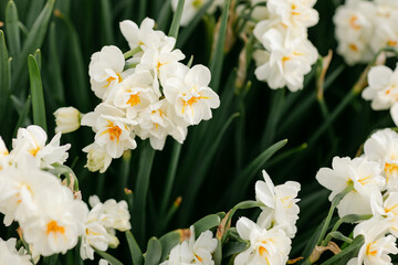White and yellow bunches of daffodils in idyllic garden bed - obrazy, fototapety, plakaty