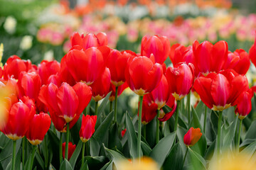 Vibrant red tulips in garden with many rows © Cavan