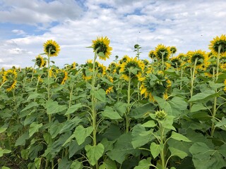 field of sunflowers
