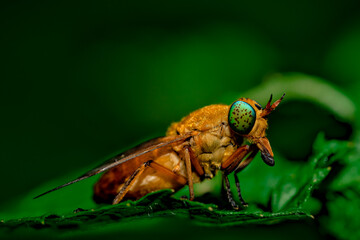 Silvius alpinus