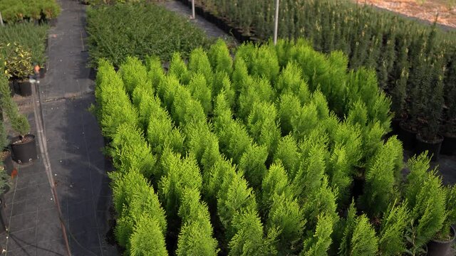 Dolly shot of Cupressus Macrocarpa in a plant nursery, sunny day.