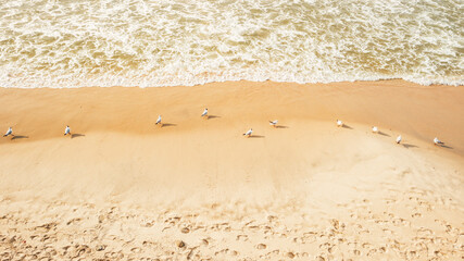 Seagulls are lined up on the sandy seashore, waves wash over the beach