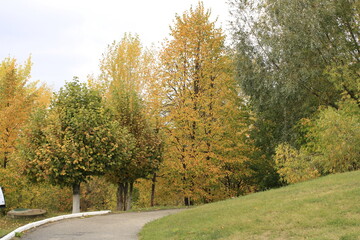 Naklejka premium autumn plays in the branches