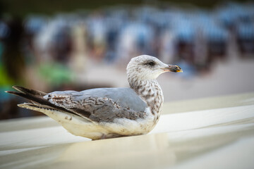 summer visit in Boltenhagen beach, baltic sea