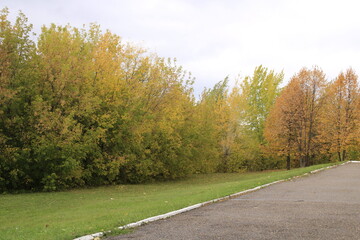 Obraz premium autumn, branches and wind