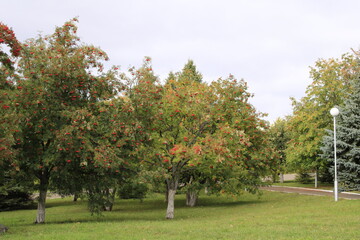 Fototapeta na wymiar autumn colors on trees