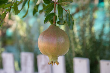 Granada en su árbol