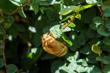 緑の植物にくっついた蝉の抜け殻