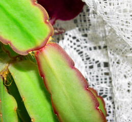 Colourful Beach Huts on The Lyme Regis Coast Line on the English South Coast Seaside
