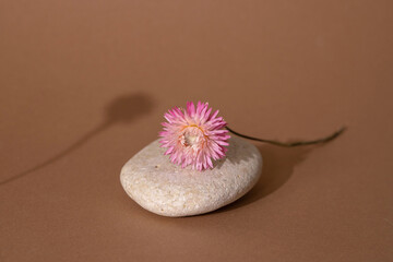Dry pink flower and stone with dark shadow on a light brown background. Trend, minimal concept with copyspace - Powered by Adobe