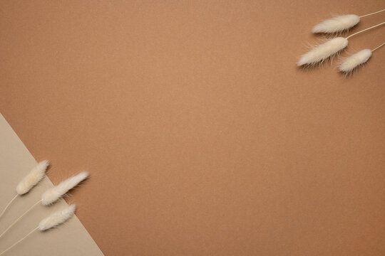 Dry flower branch on a light brown background. Trend, minimal dried concept with copyspace