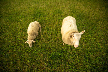Lustige Schafe auf einer Weide