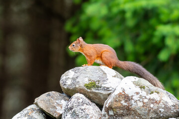 A red squirrel (Sciurus vulgaris) pictured on a forest wall in Scotland
