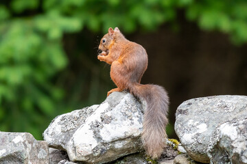 A red squirrel (Sciurus vulgaris) pictured on a forest wall in Scotland