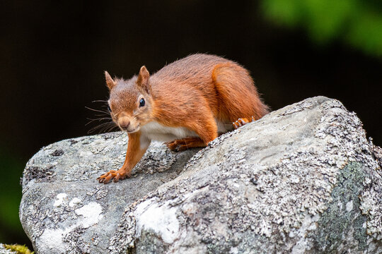 A red squirrel (Sciurus vulgaris) pictured on a forest wall in Scotland