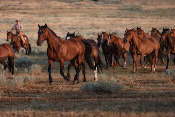Horse herd in Montana being rounded up and brought in cavy for work in the Mountains by the...