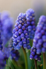 Close up of blue muscari grape hyacinth flowers in a garden in spring.