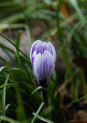 Close up of a purple crocus flower blooming in a garden in spring.