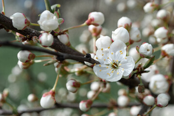 Macro photo of cherry blossoms in the park in the spring. Close-up
